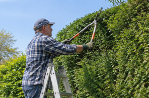 Hedge Cutting Macclesfield (SK11)