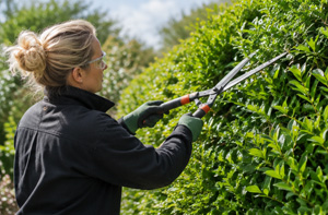 Local Forest Row Hedge Cutting Services RH18