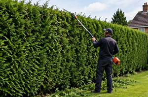 Hedge Maintenance Wooler Northumberland