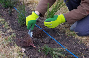 Hedge Planting Blacon Cheshire
