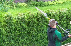 Hedge Trimming in the Romiley Area
