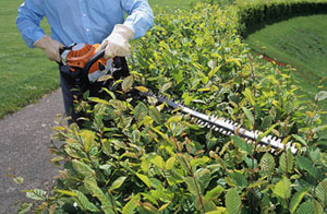 Hedge Cutting Bovingdon Hertfordshire HP3