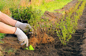 Hedge Planting Meltham West Yorkshire