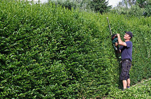 Hedge Trimming Normanton UK