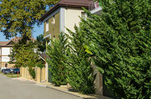 Hedge Trimming Gorseinon UK