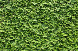 Hedge Trimming Stepps UK