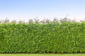 Hedge Trimming Bodmin UK