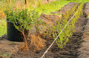 Hedge Planting Stepps Scotland