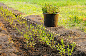 Hedge Planting Markfield Leicestershire