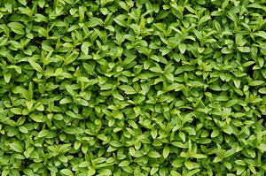 Hedge Maintenance Gorseinon