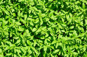 Hedge Maintenance Bovingdon