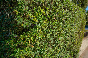 Hedge Maintenance Wantage