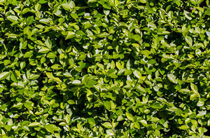 Hedge Maintenance Normanton